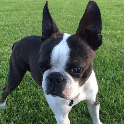 Bruno the Boston Terrier 1