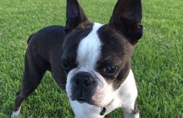 Bruno the Boston Terrier 1