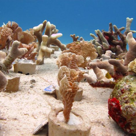 Marine Biologist