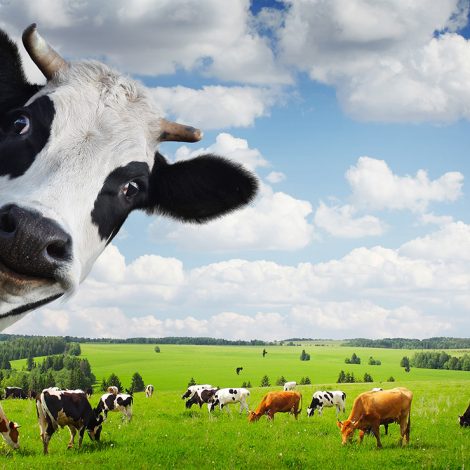 Cows