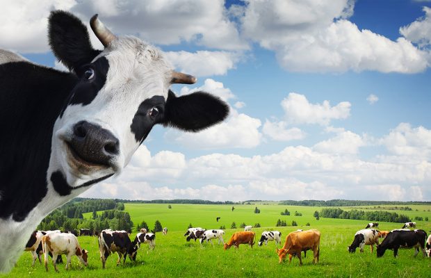 Cows