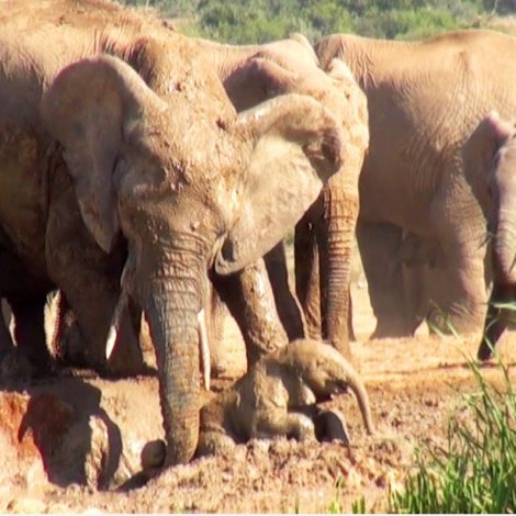 Elephant mom saves calf