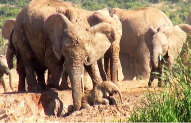 Elephant mom saves calf