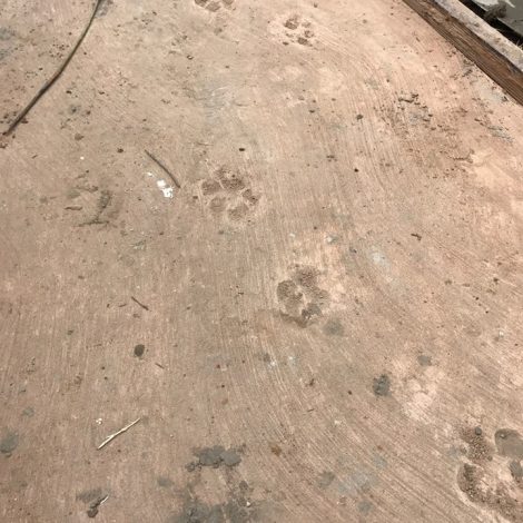 elephant roadblock