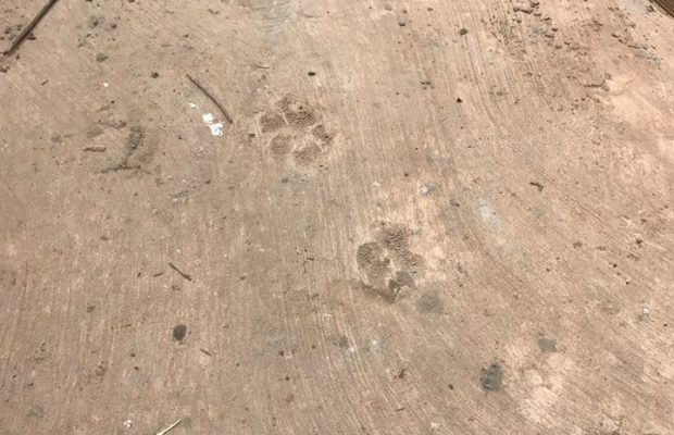 elephant roadblock