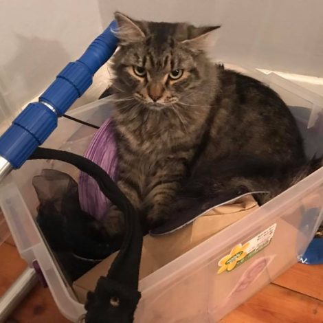 Kitty's adventure