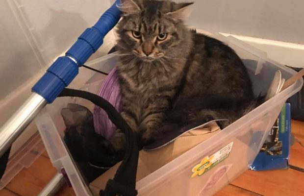 Kitty's adventure