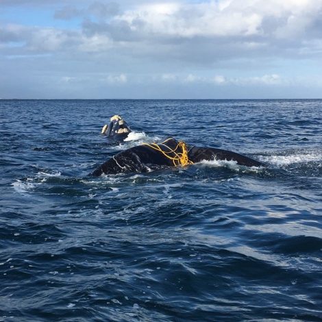NSRI Save whale