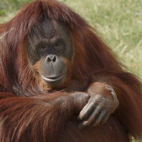 Orangutan