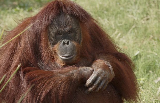 Orangutan