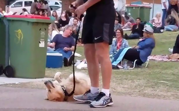 Funny video: Dog plays dead in front of a crowd to avoid leaving the park