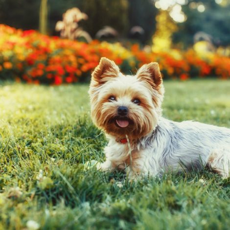 Scamp yorkie puppy yorkshire terrier