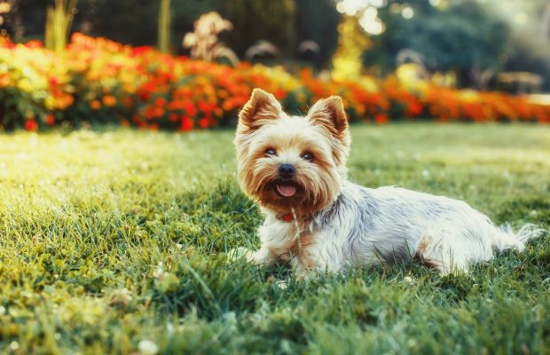 Scamp yorkie puppy yorkshire terrier