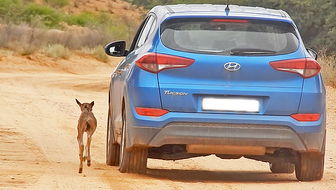 Wildebeest calf