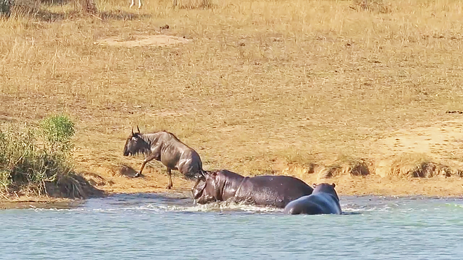 Wildebeest