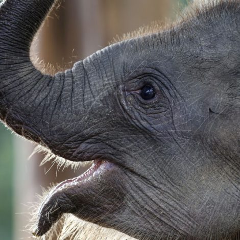 cute baby elephant