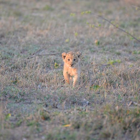 lion cub