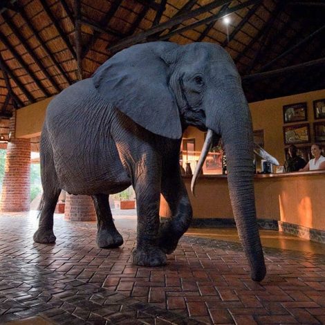 Elephants mfuwe-lodge-south-luangwa-national-park-zambia