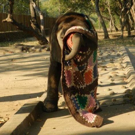 Elephant Blankie