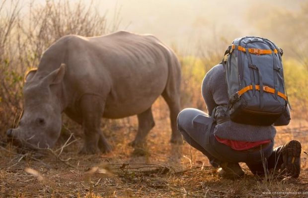Rhino Belly Rubs