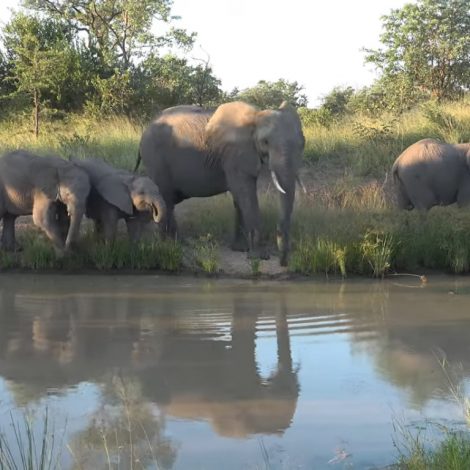 Watering Hole