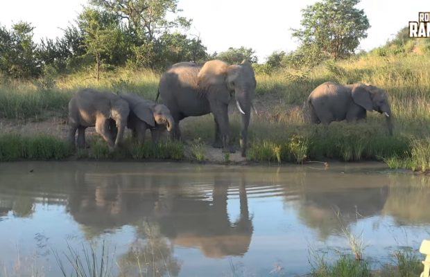 Watering Hole
