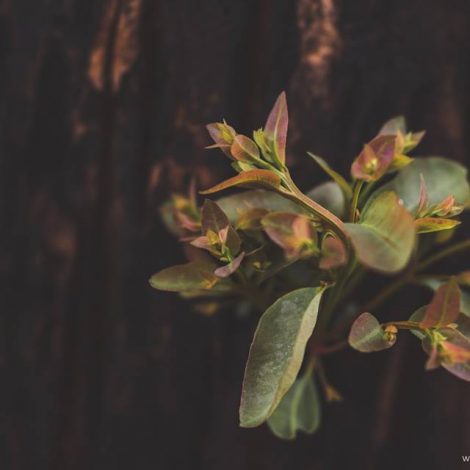 Knysna Nature Photographer
