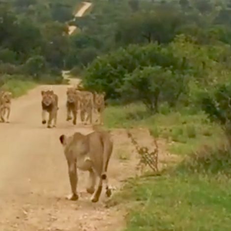 Lioness Reunion