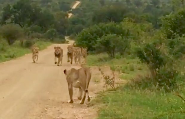 Lioness Reunion