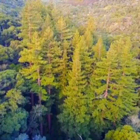 Redwoods