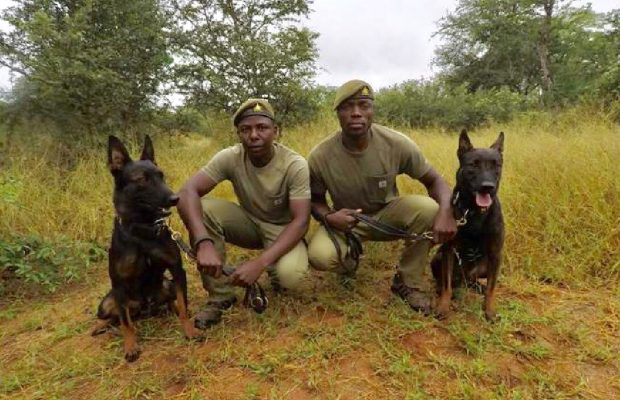K9 Raptors SANParks K9 unit thanks donors for supporting their fight against Rhino ...