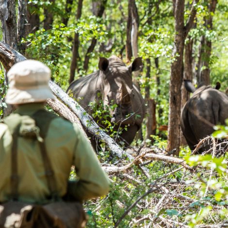 Wildlife Rhino Day