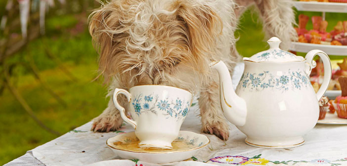 Rooibos Dog Tea