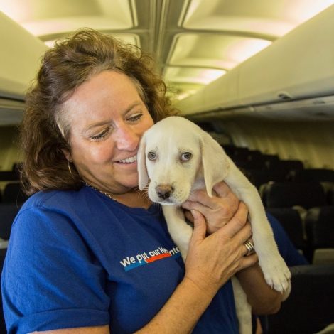 SouthWest Airlines Shelter Animals