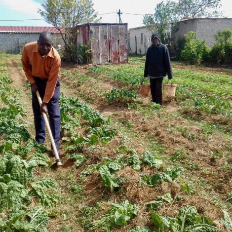 Veggie Garden
