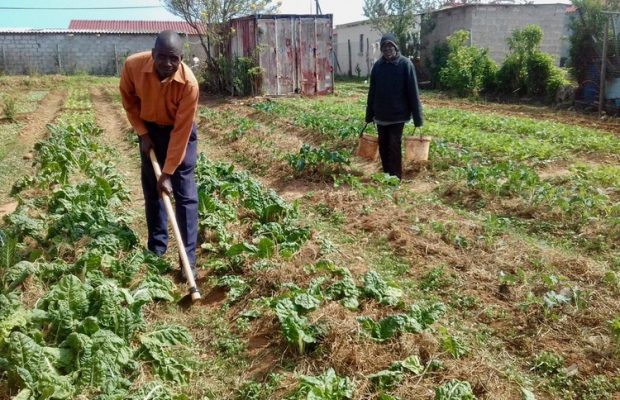 Veggie Garden