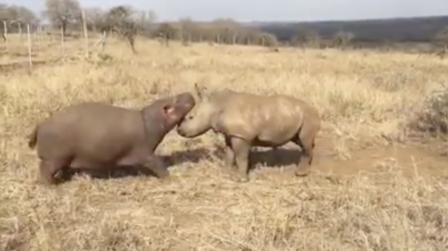 Hippo