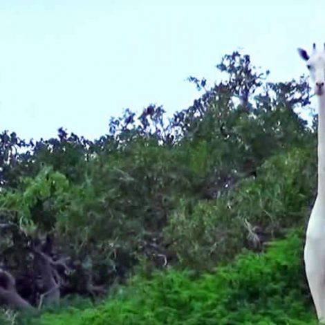 rare white giraffes