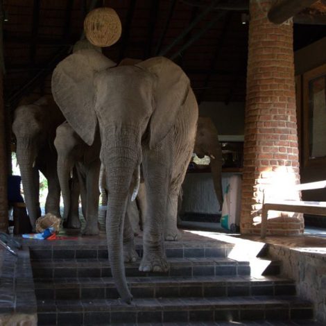 Elephants on Holiday