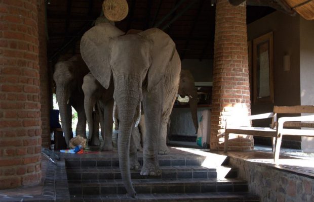 Elephants on Holiday