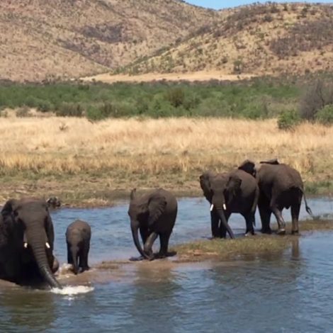 Elephants
