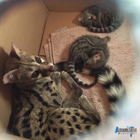 Genet