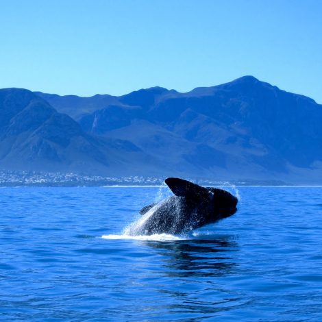 Hermanus