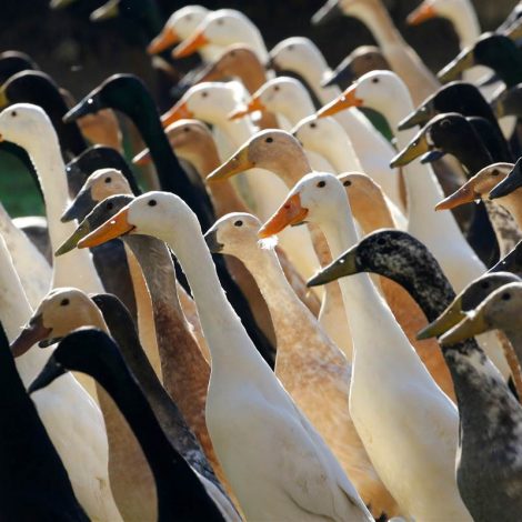 Vergenoegd Wine Estate ducks
