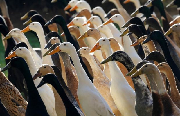 Vergenoegd Wine Estate ducks