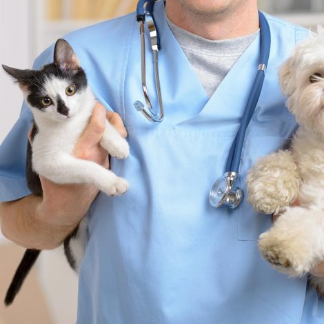 Veterinary Clinic