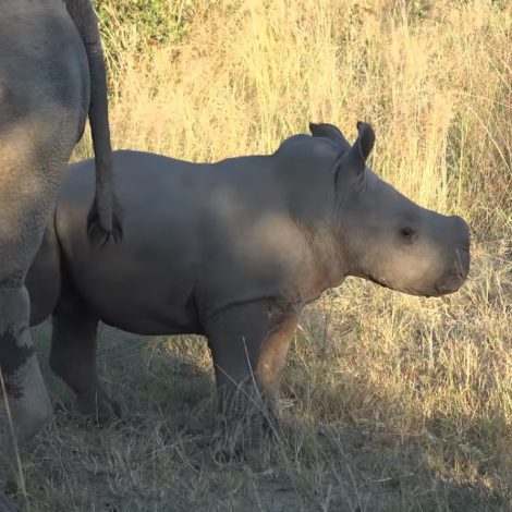Rhino Calf