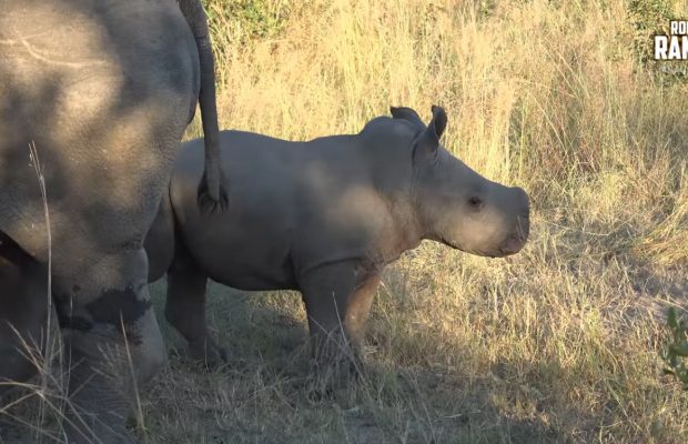 Rhino Calf