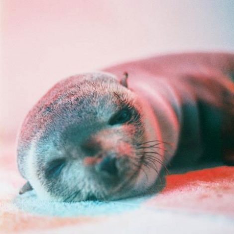 seal