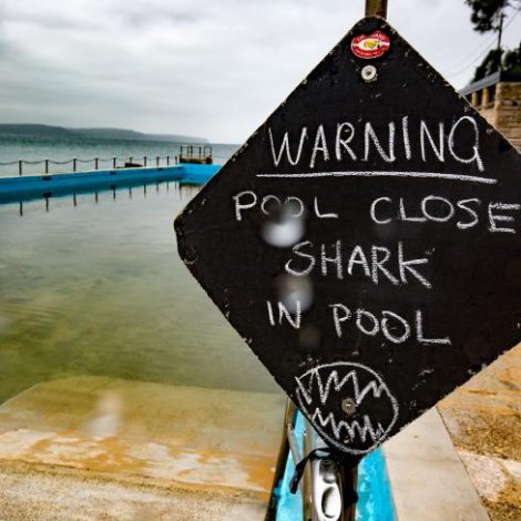 shark in pool